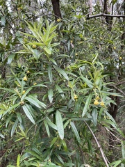 Pittosporum bicolor