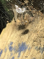 Nihonhimea tesselata