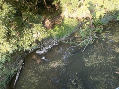 Ludwigia peploides glabrescens