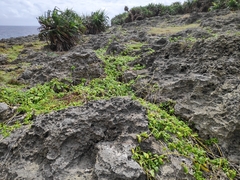 Wollastonia biflora