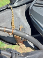 Hemidactylus parvimaculatus