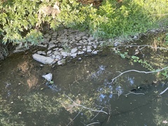 Ludwigia peploides glabrescens