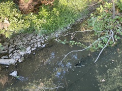 Ludwigia peploides glabrescens