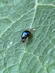 Celyphidae