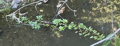 Ludwigia peploides glabrescens