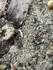 Reticulitermes speratus