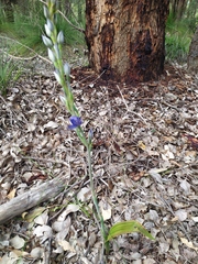 Thelymitra macrophylla