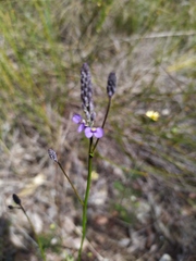 Comesperma calymega