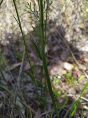 Comesperma calymega
