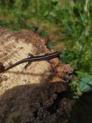 Cryptoblepharus buchananii