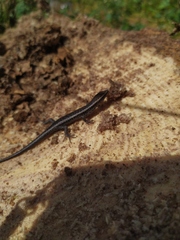 Cryptoblepharus buchananii