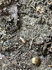 Reticulitermes speratus