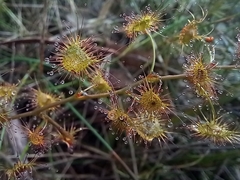 Drosera