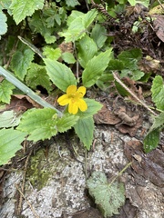 Erythranthe dentata
