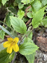Erythranthe dentata