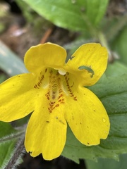 Erythranthe dentata