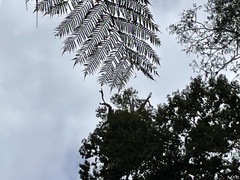 Cacatua galerita galerita