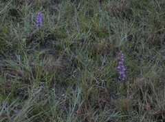 Liatris quadriflora