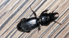 Scarites subterraneus