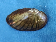 Hamiota subangulata
