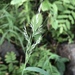 Muhlenbergia frondosa - Photo (c) Samuel Brinker,  זכויות יוצרים חלקיות (CC BY-NC), הועלה על ידי Samuel Brinker