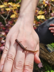 Hemidactylium scutatum