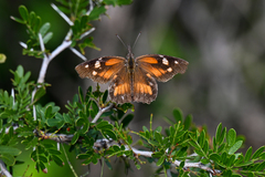Libytheana carinenta mexicana