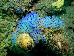 Clavelina australis