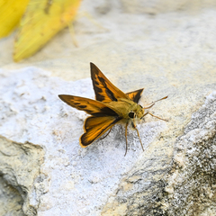 Polites vibex praeceps