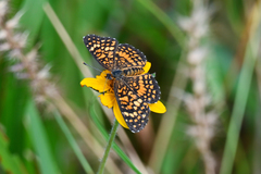 Texola elada ulrica
