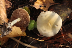 Stropharia aeruginosa