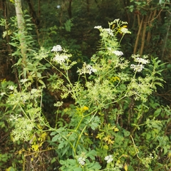 Angelica cartilaginomarginata