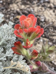 Castilleja latifolia