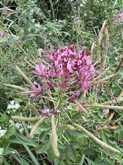 Polanisia dodecandra riograndensis