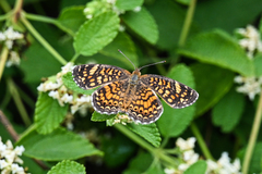 Phyciodes graphica graphica