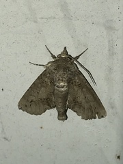 Paectes abrostoloides