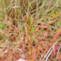 Ludwigia epilobioides