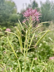 Polanisia dodecandra riograndensis