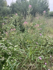 Polanisia dodecandra riograndensis