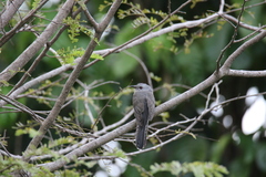 Cacomantis merulinus