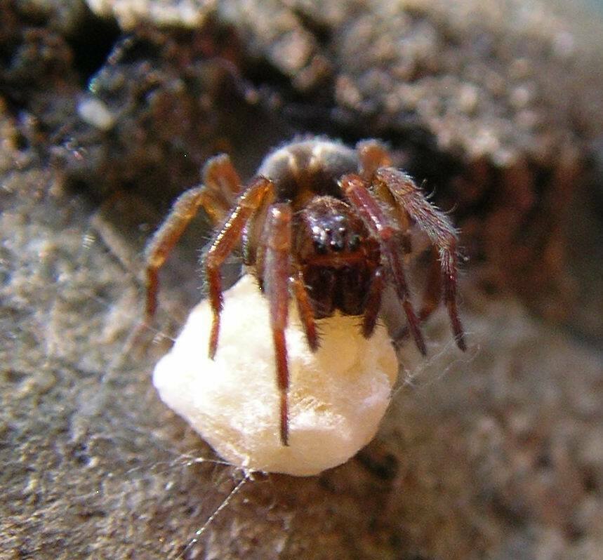 Cybaeopsis