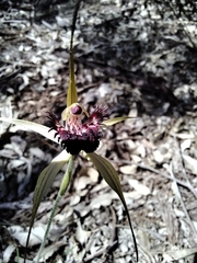 Caladenia pectinata