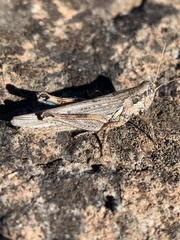 Melanoplus cinereus