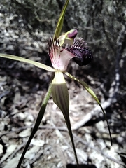 Caladenia pectinata
