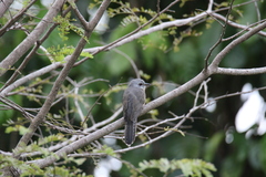 Cacomantis merulinus