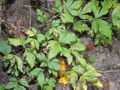 Xanthorhiza simplicissima