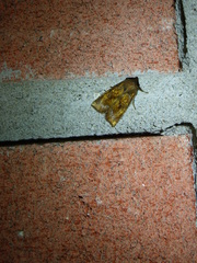 Papaipema cataphracta