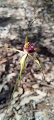 Caladenia pectinata
