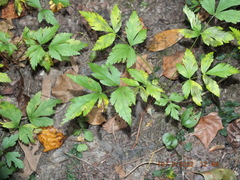 Xanthorhiza simplicissima