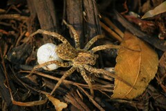 Lycosinae